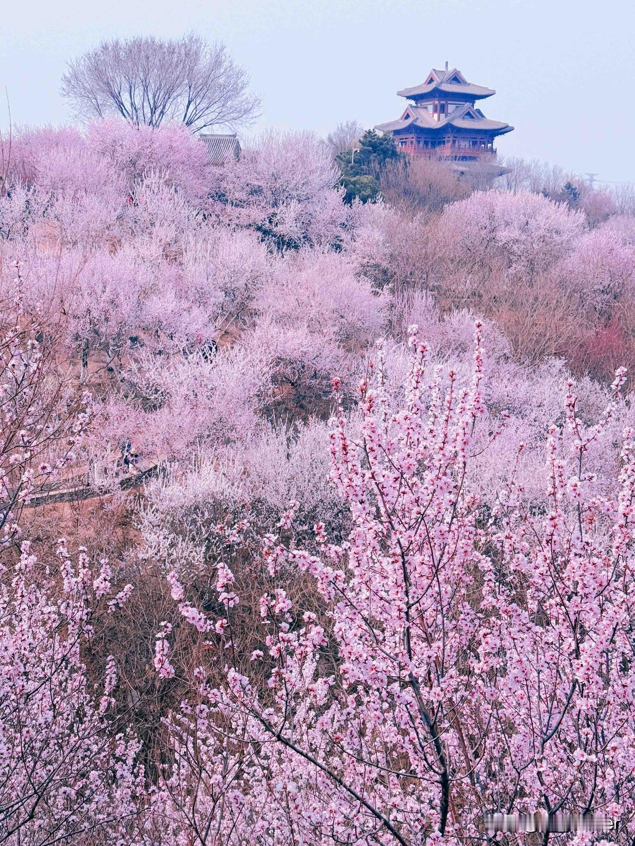 3.24实拍爆火！北京园博园桃花海已全开🌸附路线+拍照封神攻略

3月下旬的北