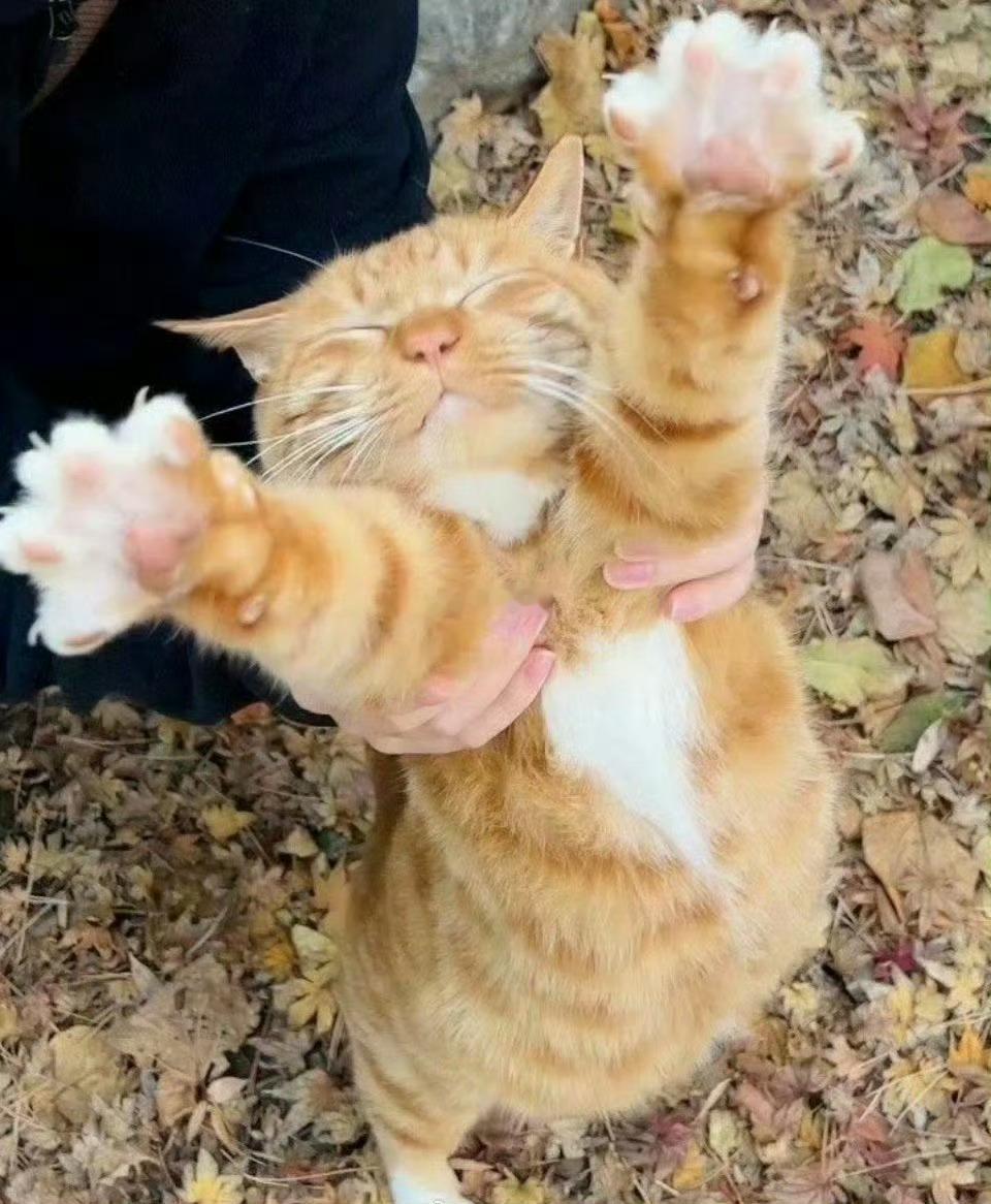 被招财猫盯上啦！快转赞接好运，超灵的！ 