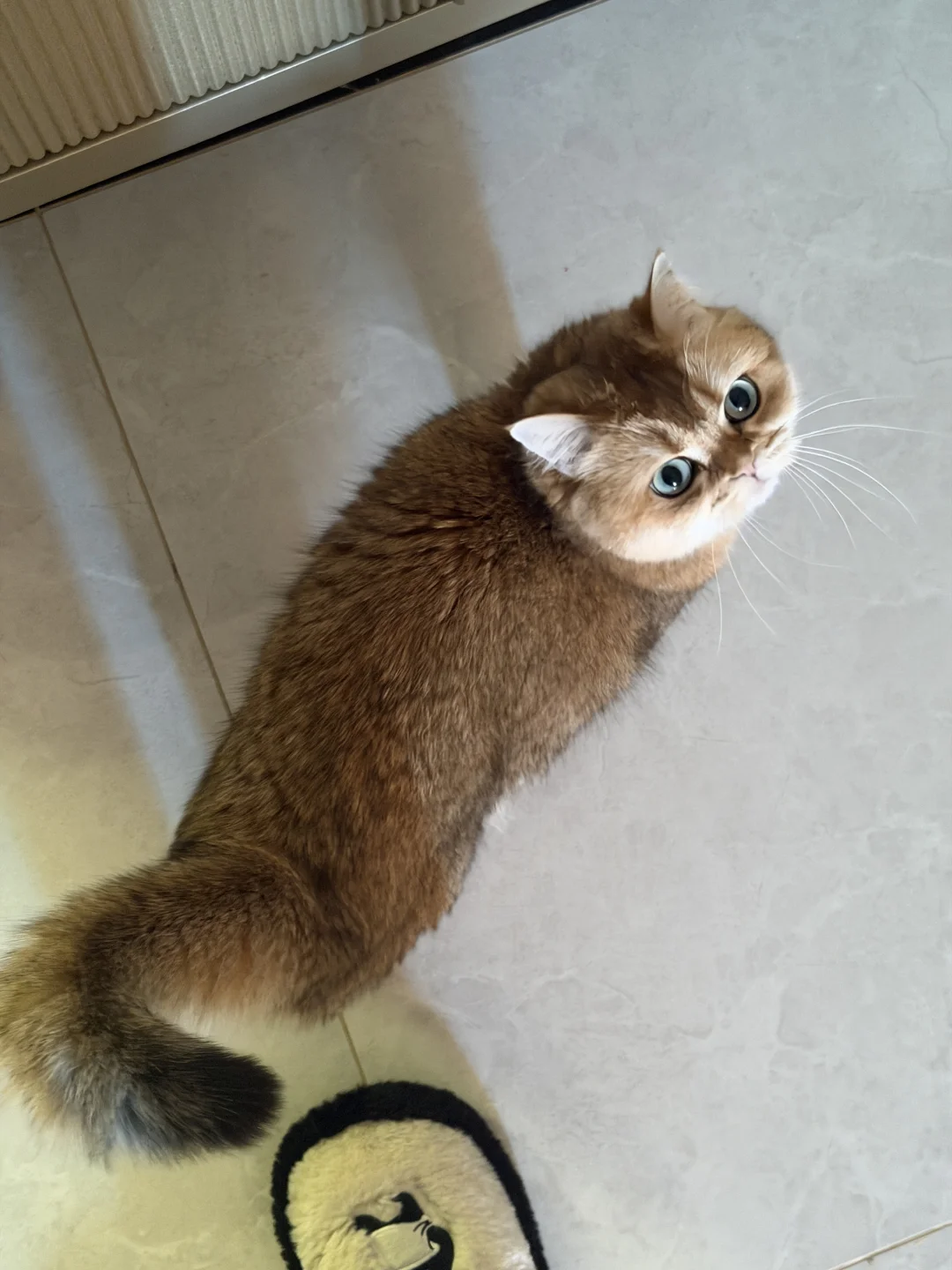 每天清早的强心剂