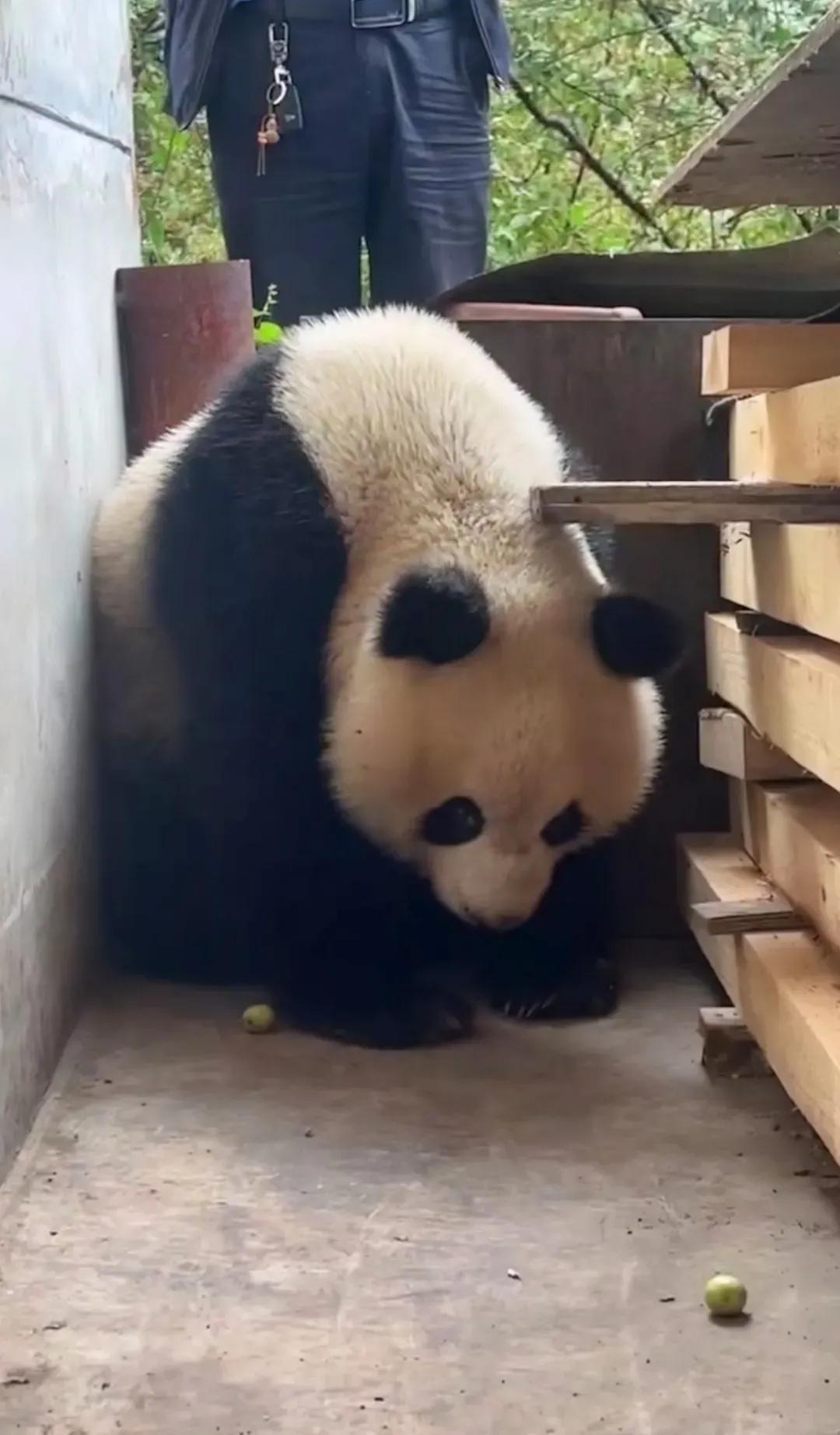 近日，陕西省西安市周至县的一名村民发现自家棚子里闯入了一只正在呼呼大睡的野生大熊