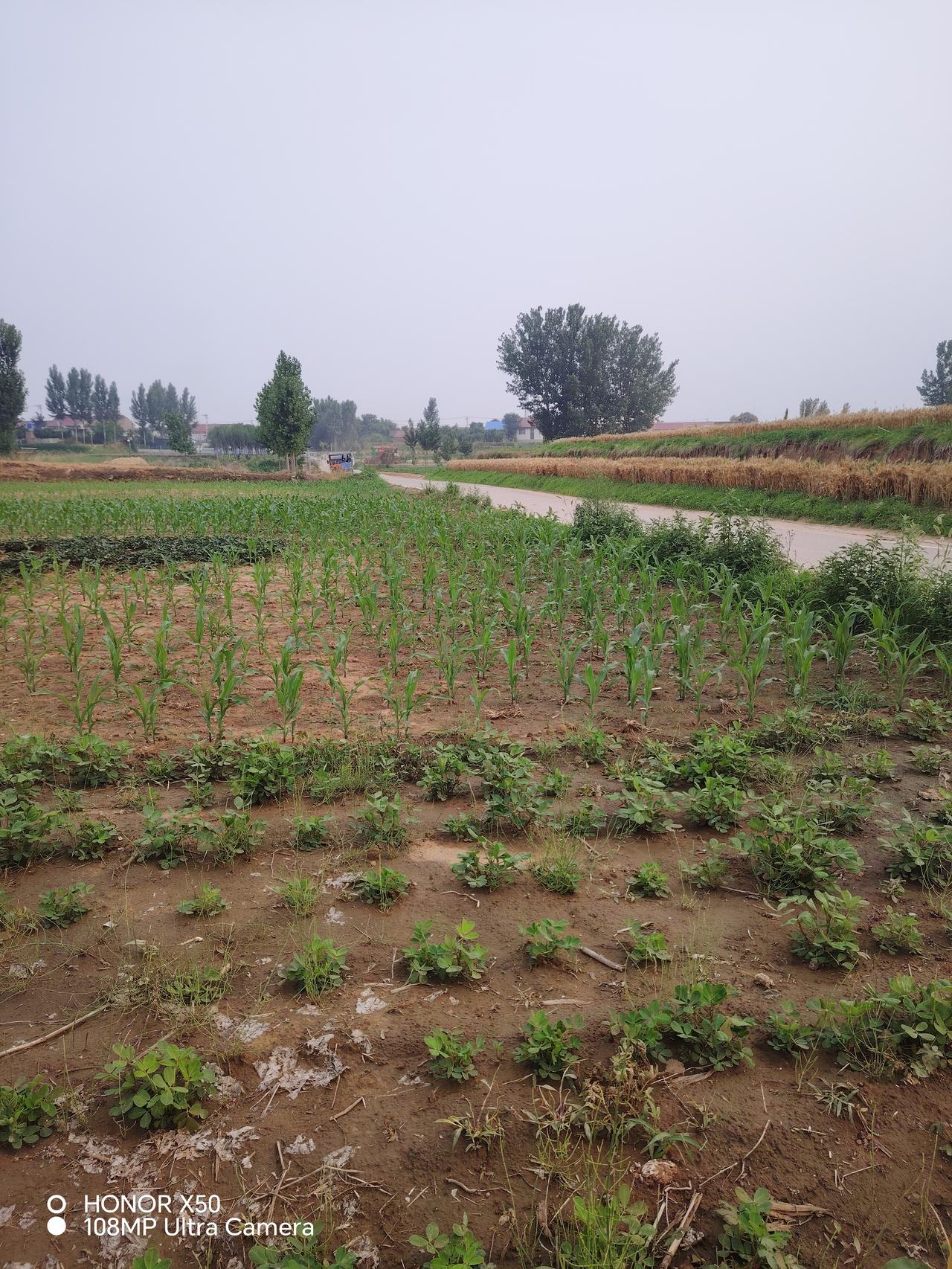 晒图笔记大赛道路两边是农民伯伯种植的各种各样的植物，有玉米，有花生，一排排，一行