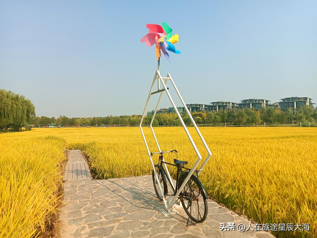 现在是观赏长安公园水稻田的最佳时间段！周六，我再一次来到潏河岸边的长安公园就是为