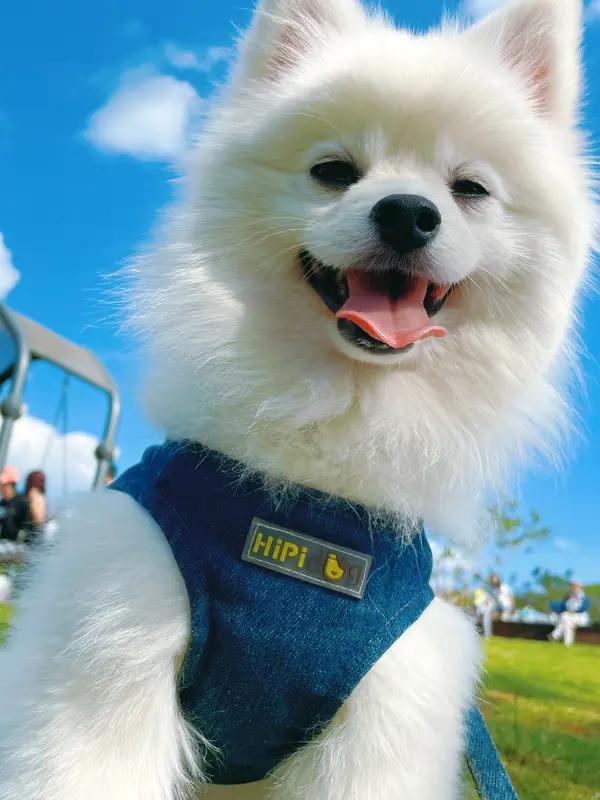 有一天我突然发现。你去追的大明星也在吃饭，也去拉屎。长了两个耳朵，一双眼睛，一个