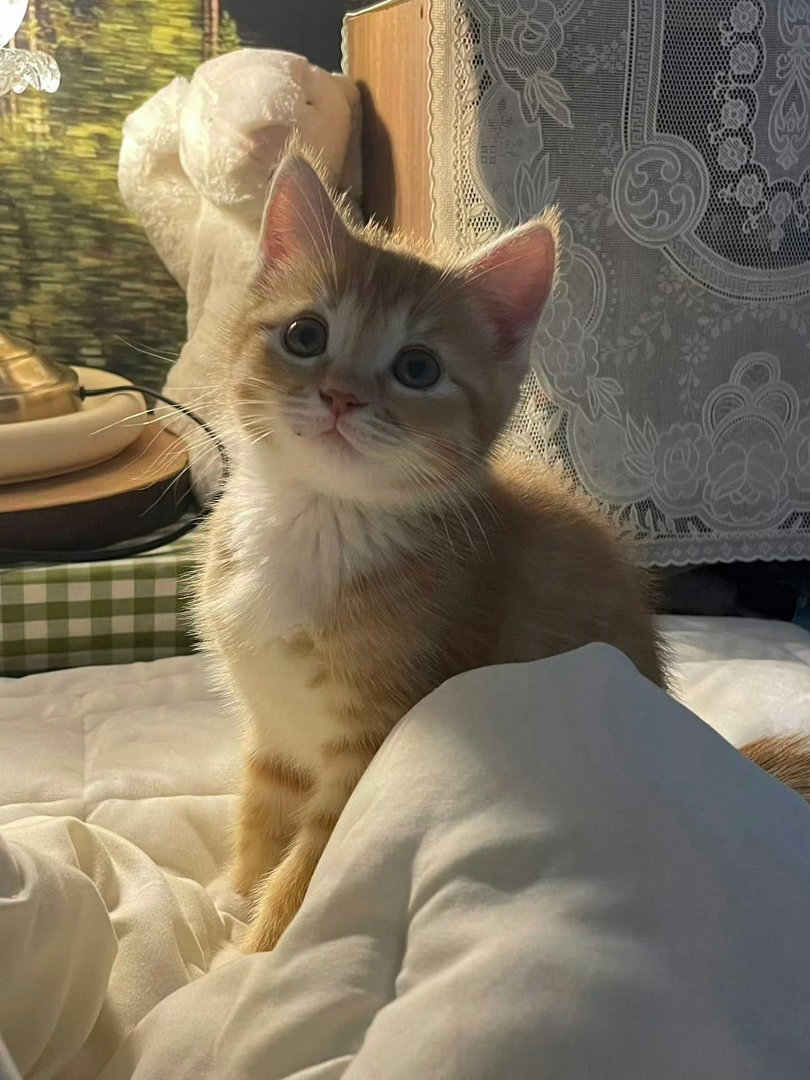 找不到郑雅贤不是小猫的证据😼 