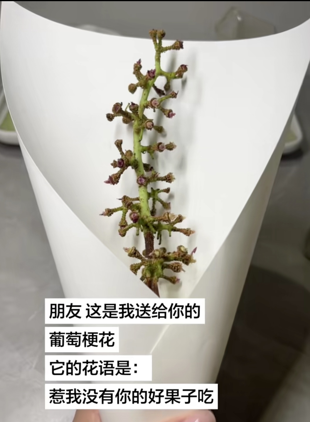 葡萄梗的花语是 惹到我你没有好果子吃 