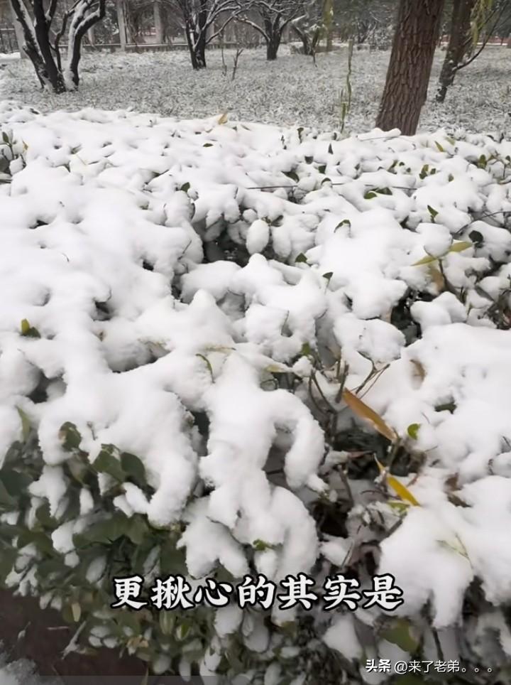 一觉醒来懵懵的，天津蓟州区这是触犯天条了吗？整个冬天没下雪。只看到零星雪花，这回