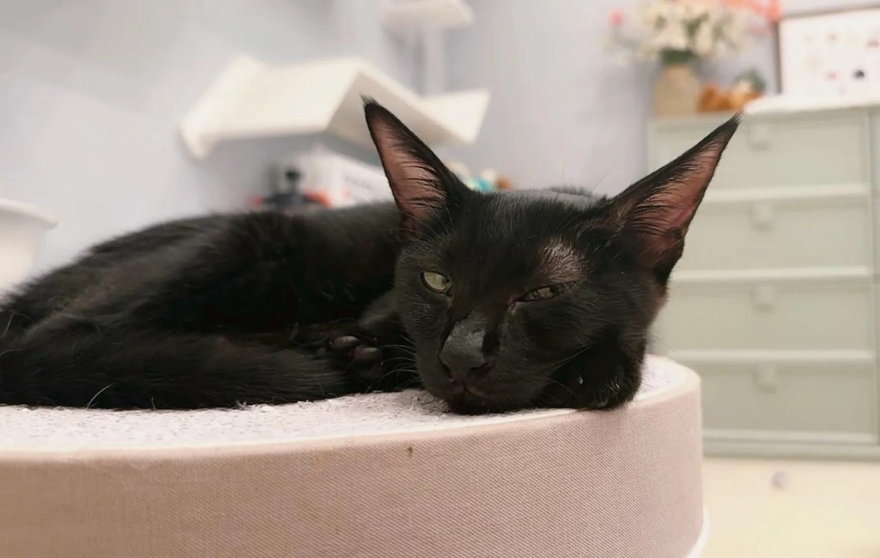 粘人精已经在去新家的路上，要健康幸福哦！
#猫咪# #萌宠#