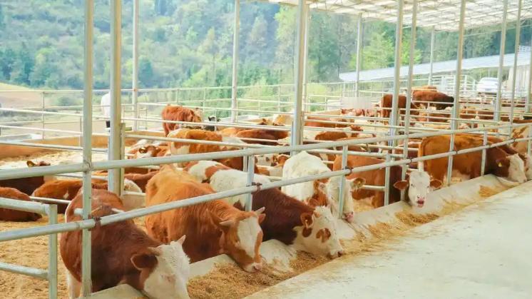 美国着急，中国出手了！

这一下，可是打到了关键地方。咱们国家决定，对从巴西、澳