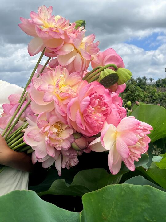 无荷花不夏天 复色系荷花上官婉儿 会发光的