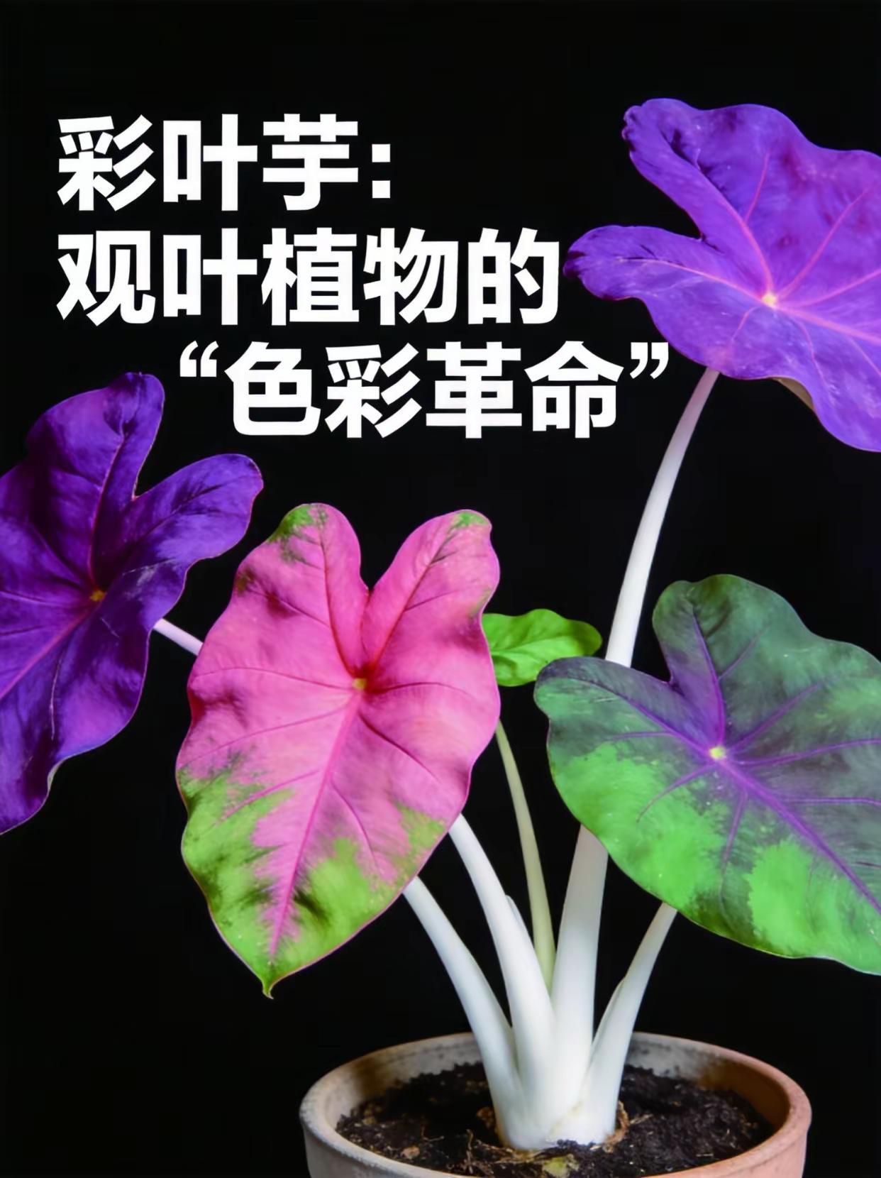 彩叶芋观叶植物的色彩革命！。