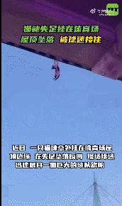 【猫咪失足挂在体育场屋顶坠落被球迷接住】
近日，一只猫咪意外挂在体育场屋顶边缘，