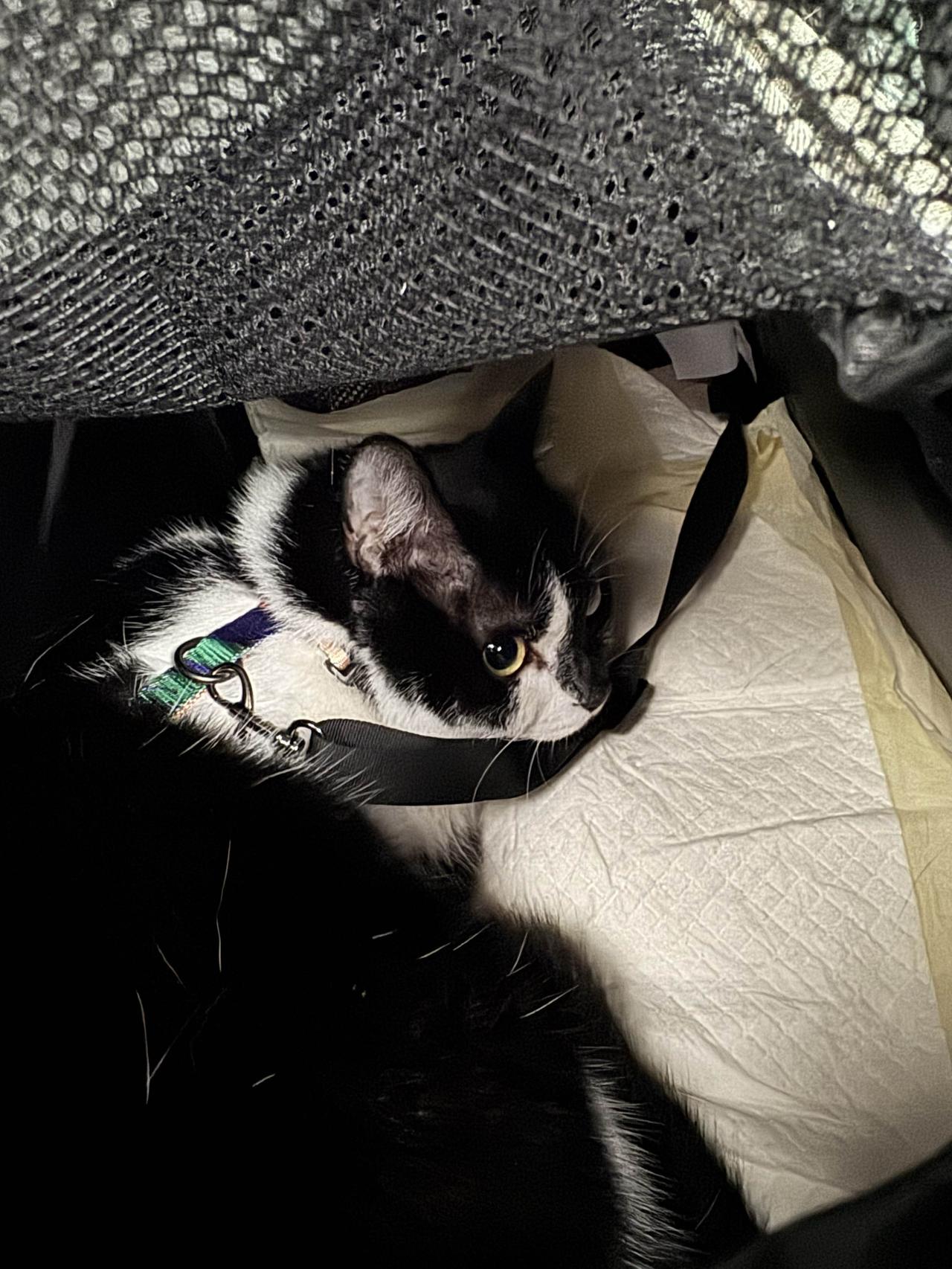 小Happy出发啦，今天下大雨，顺风又顺水