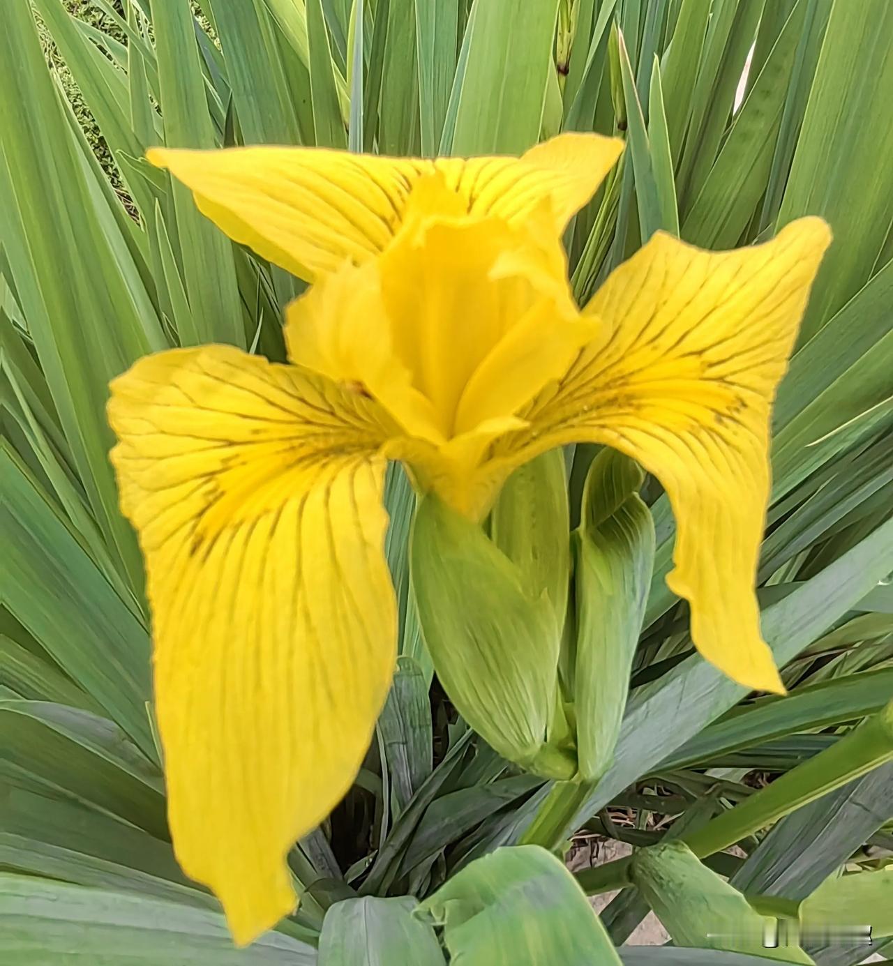 黄菖蒲，又名黄花鸢尾、水生鸢尾，静静开在湖边，金黄色花朵与湖泊相映衬，宛如一幅绝