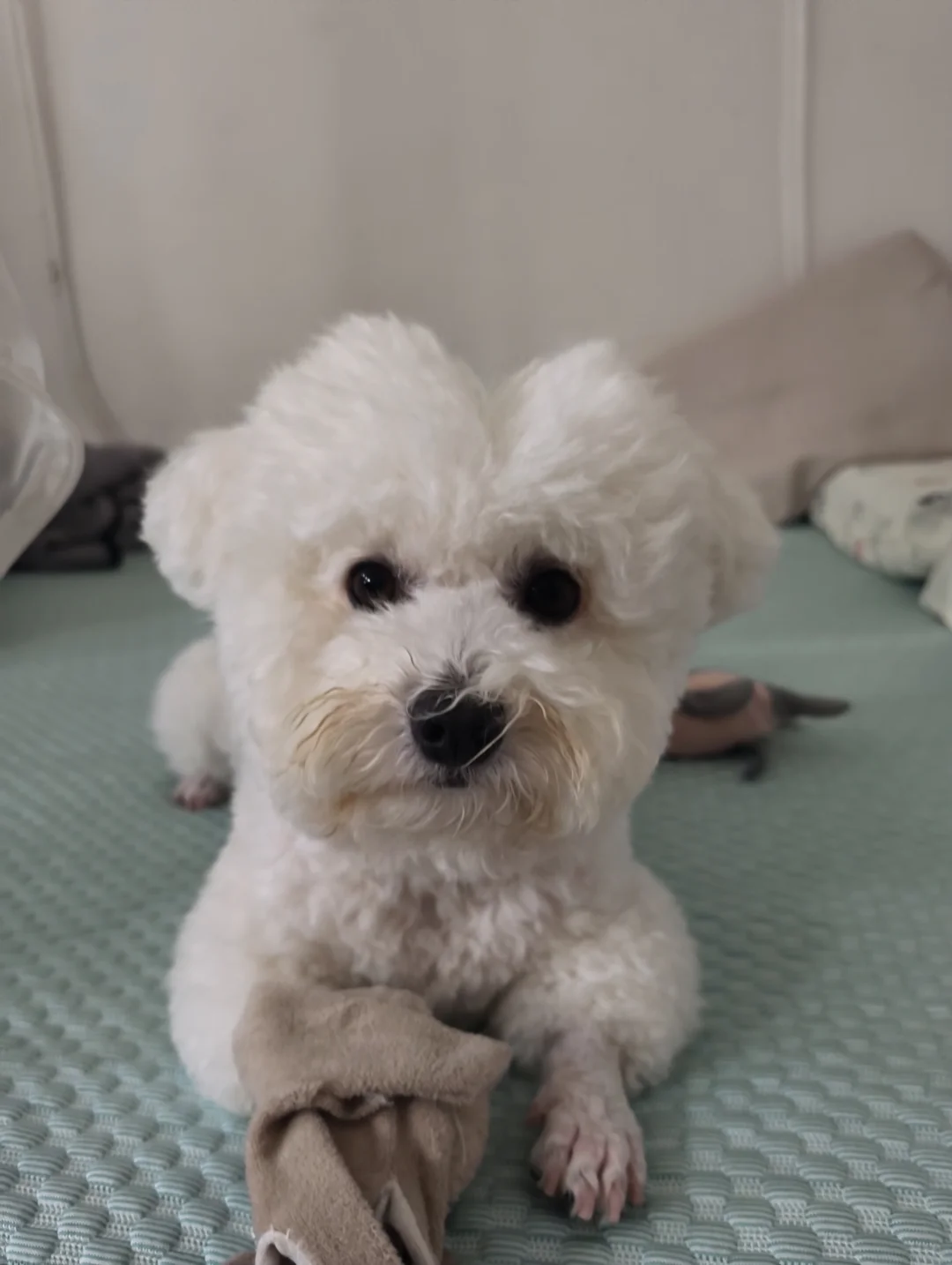 小狗好像不是很满意这个发型