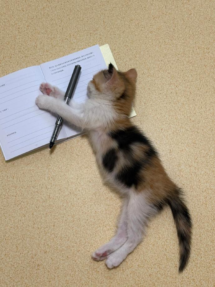 一拿起笔就变得很困是怎么回事🐱 ​​​