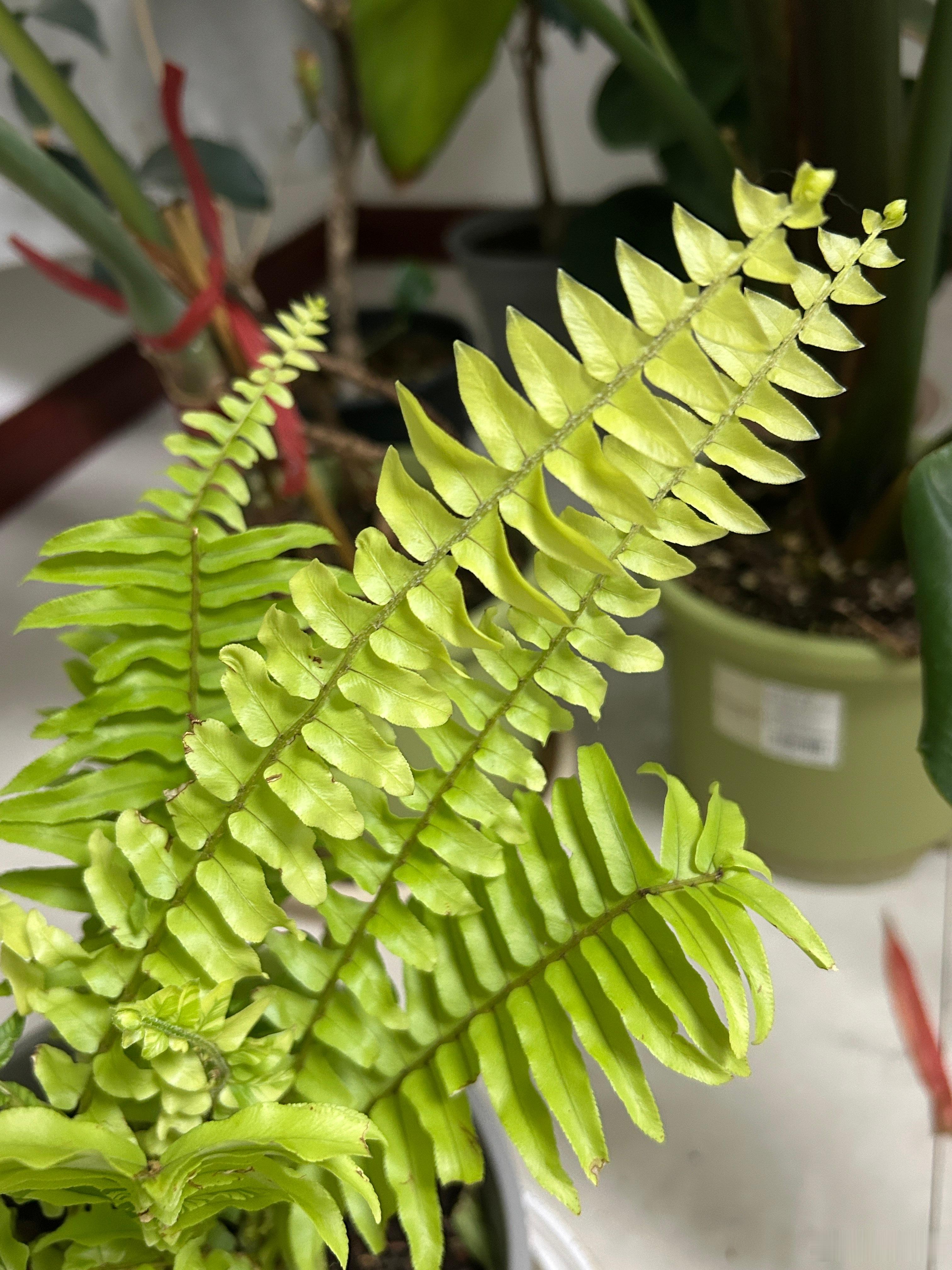虎斑蕨新长的叶片怎么没有虎斑呢？长得倒是很快～ 