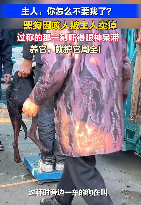 安徽一只黑狗咬人后，被主人按斤卖给狗贩子。在狗市称重时，它听到同类惨叫、闻到死亡