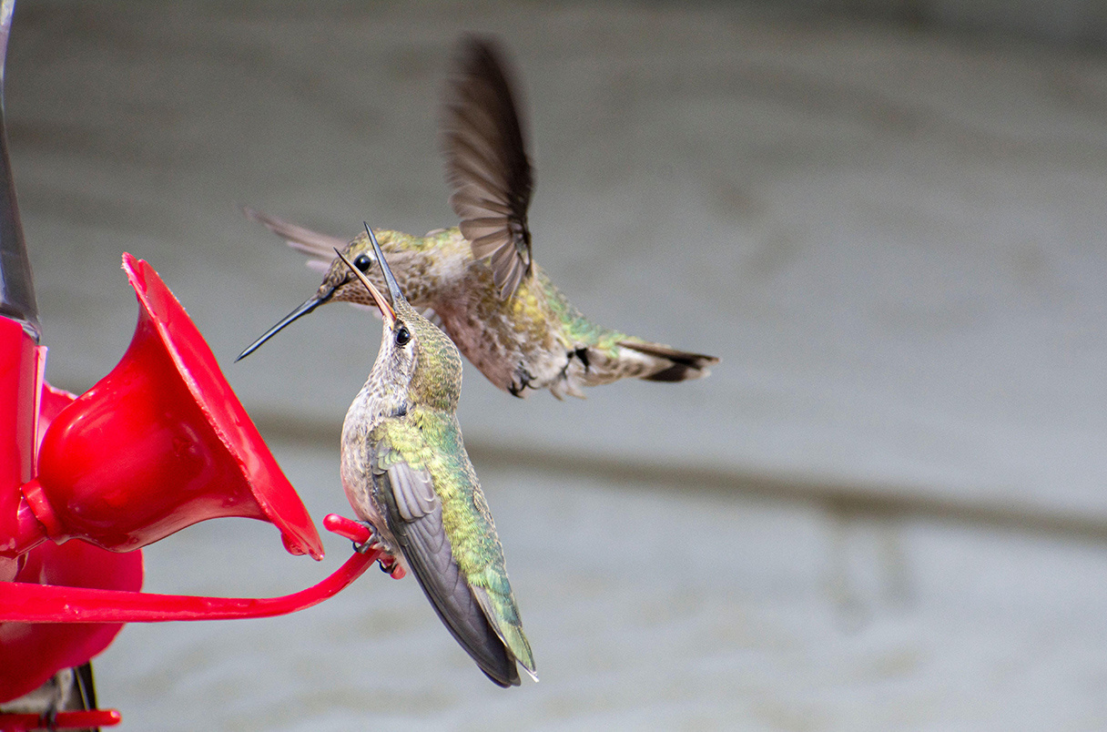 我们已经知道，进化可以发生得很快，人类一代人之间就能见到动植物的进化。¹ 蜂鸟又