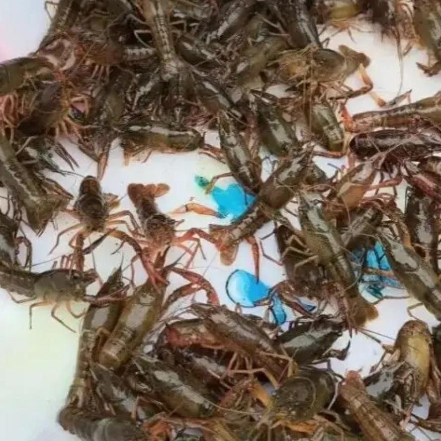 “刺激”不？四川女子一夜醒来！院坝被野生小龙虾攻占！网友建议起锅烧油！
 
谁能