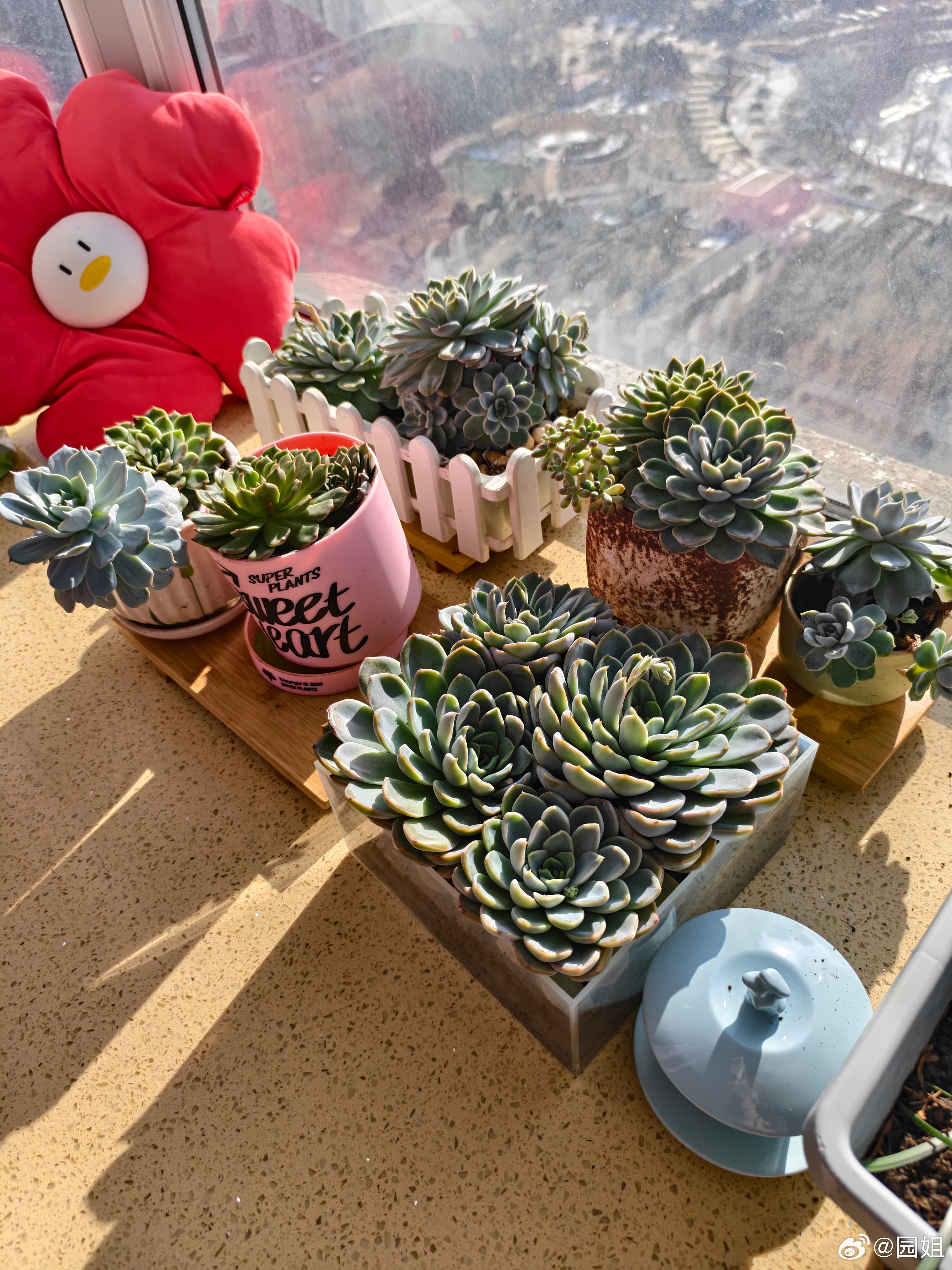 我这多肉，扔了可惜，留着太多了还都开花了