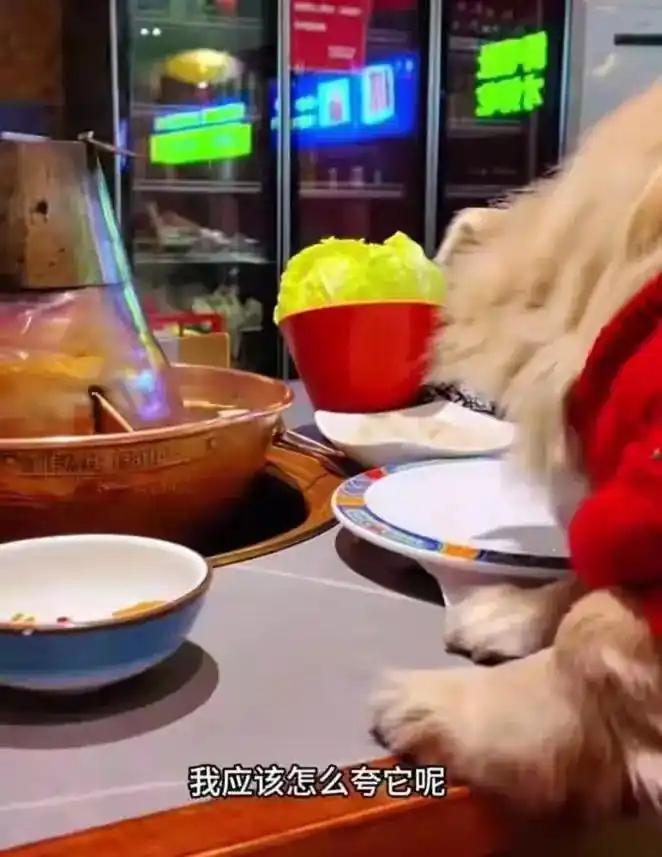 【震惊！北京一餐厅竟让狗上桌舔餐具，网友怒炸了！】
近日，一段令人愤怒的视频在网