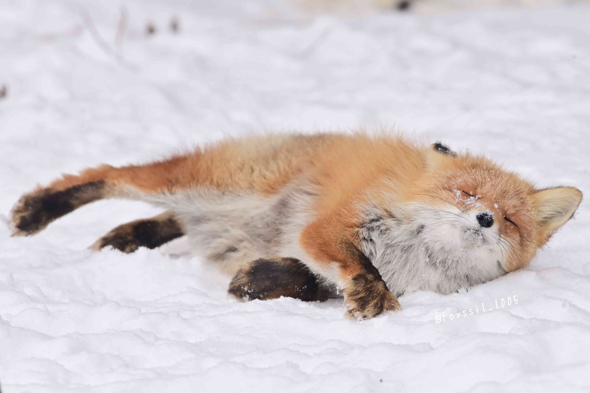 小海豹©️Foxssil_1005 