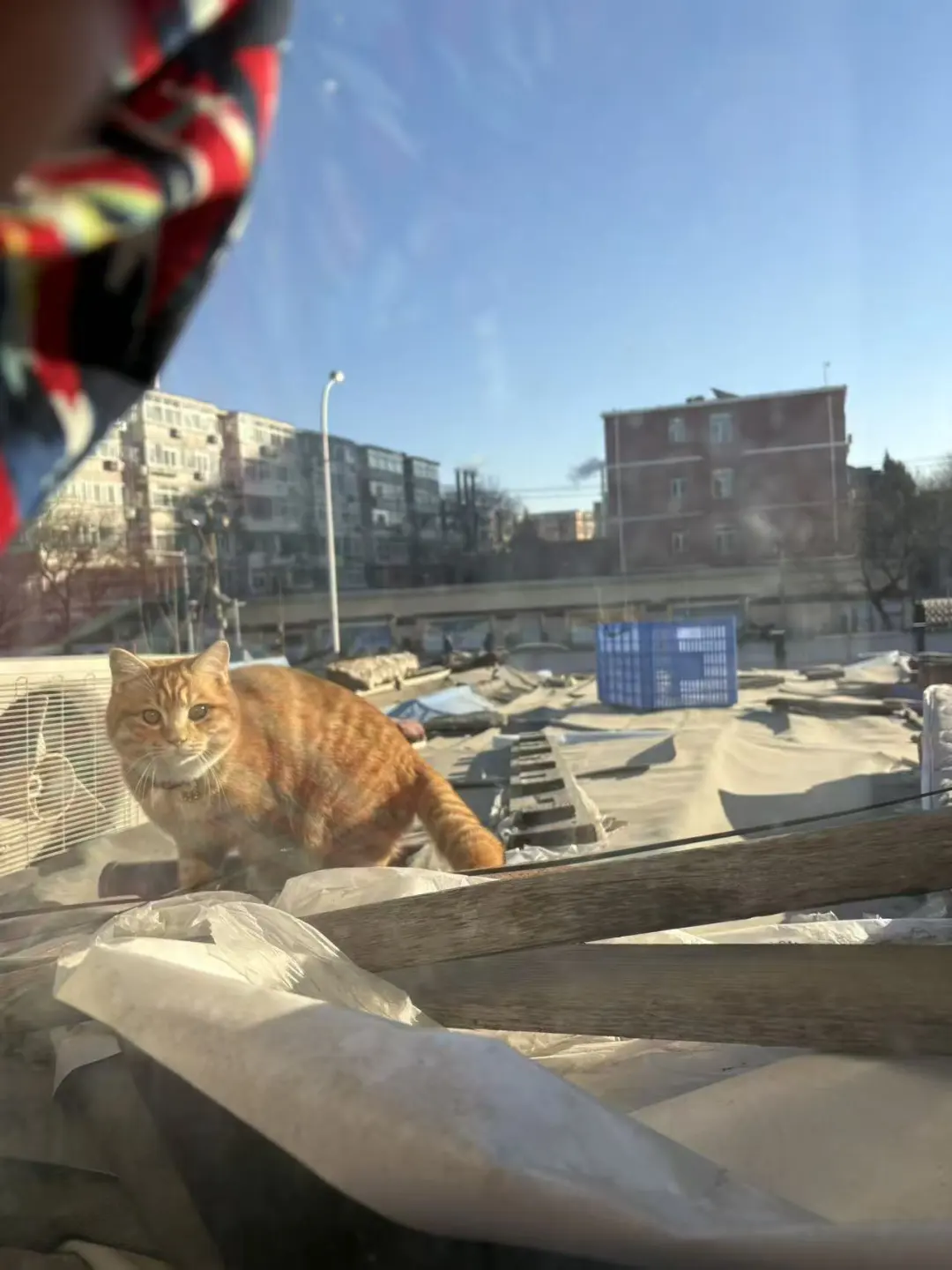 主人拆迁开心的搬去住大房子，却把家里的小猫扔在废墟，这样的主人真是让人...