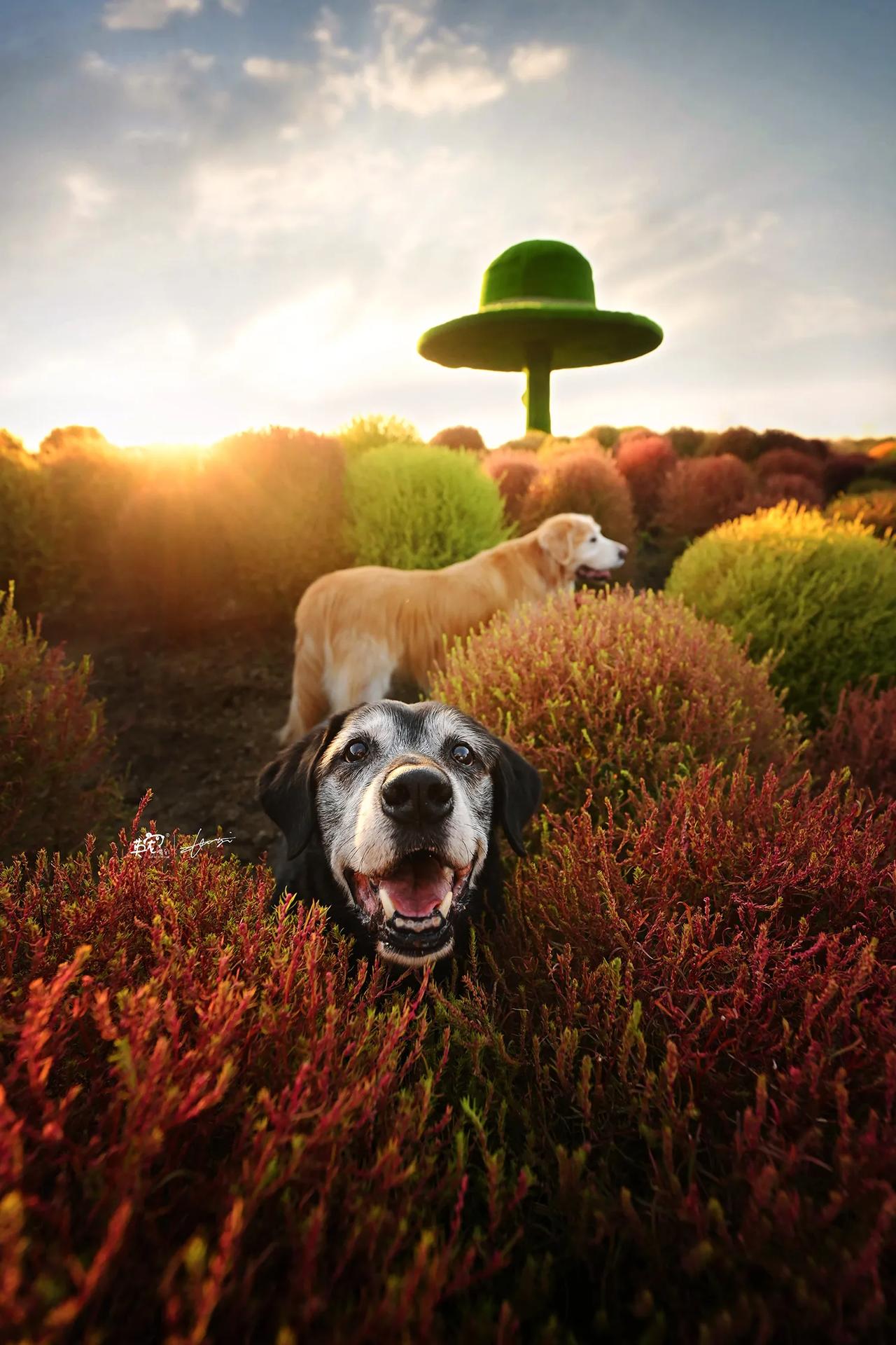 带你去《查理和巧克力工厂》的奇幻糖果花园😍
【上海拍摄】