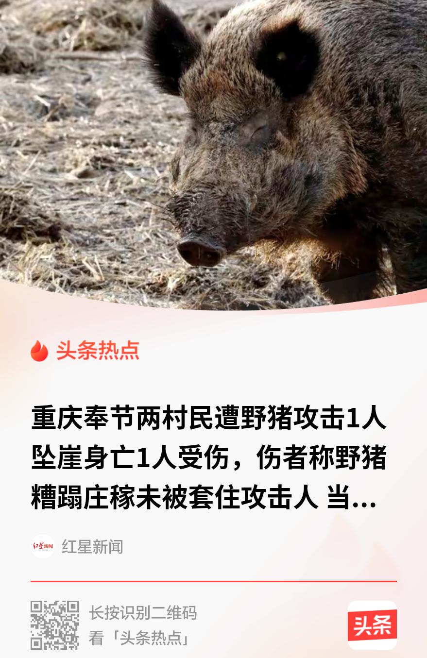 重庆，一村民的玉米地被野猪拱了好几回，他心疼，就去山路上安了套。那天，男子叫上同