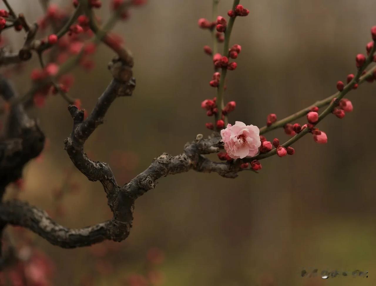 拍梅花不仅要拍花，还要兼顾挑选具有独特走势的枝条，如弯曲、盘旋或伸展方向优美的枝