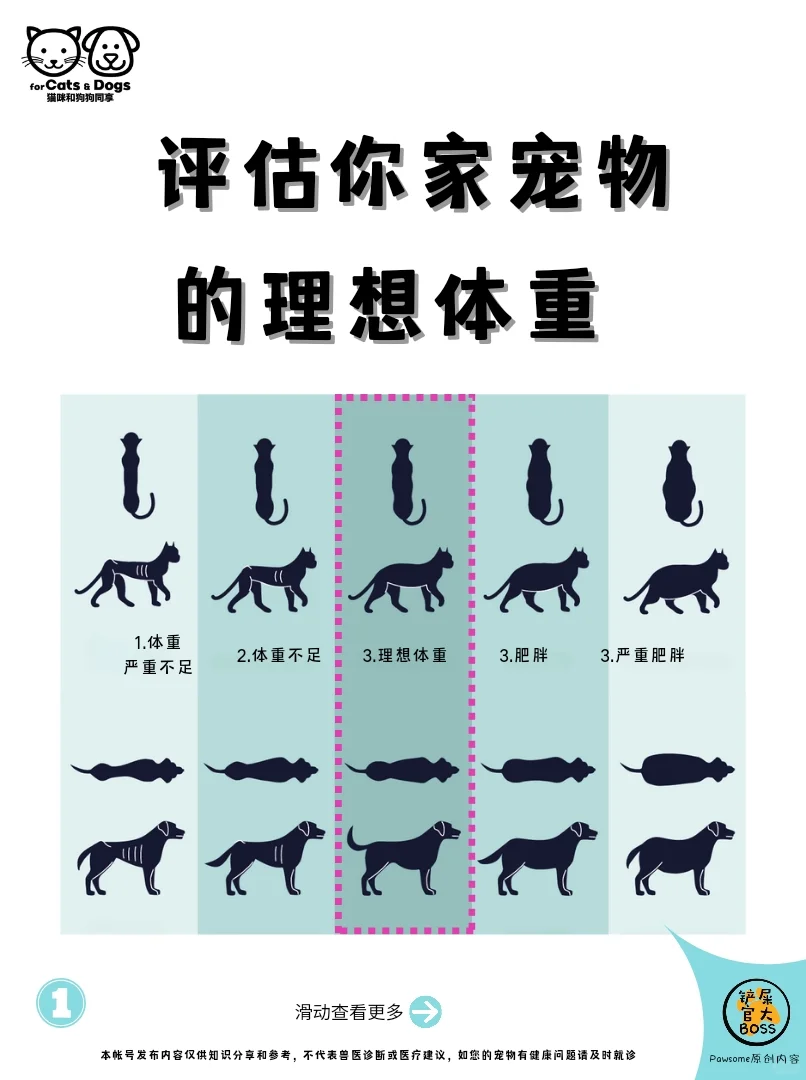评估你家宠物的理想体重