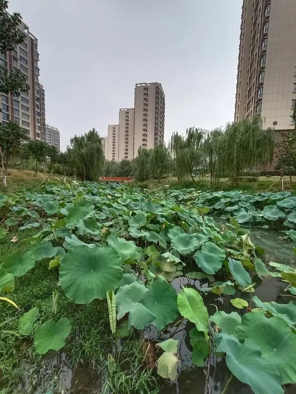 活着最好的态度，是接纳无常、守住热爱、稳步前行。生活本就有顺境坎坷，不必为错过纠
