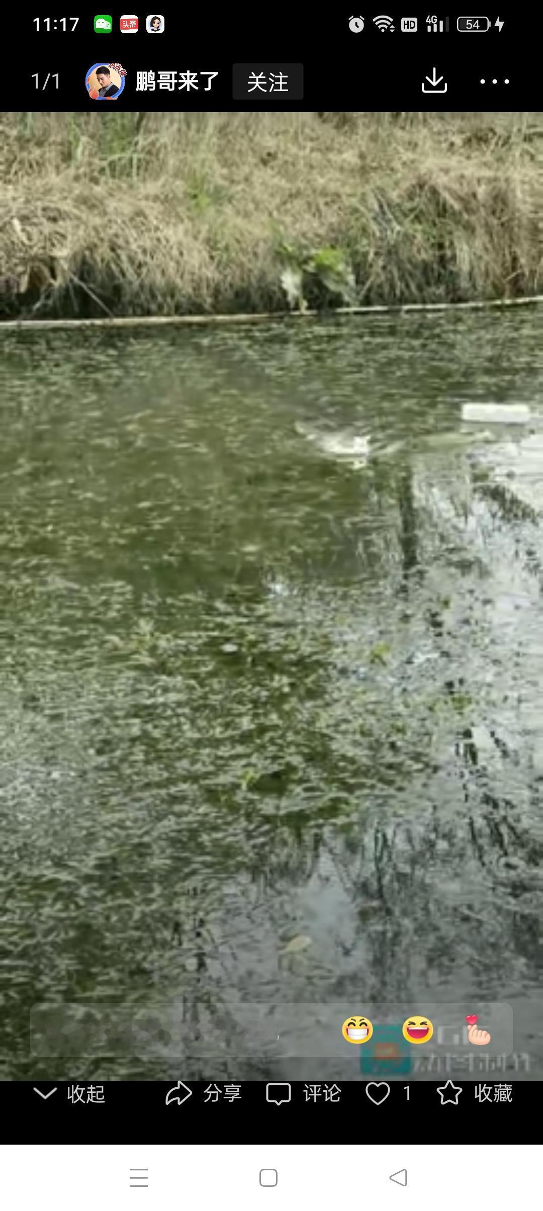 “太出乎意料了”近日江苏一男子在河对岸喊自己养的猫咪回家吃饭，猫咪直接下水游了过