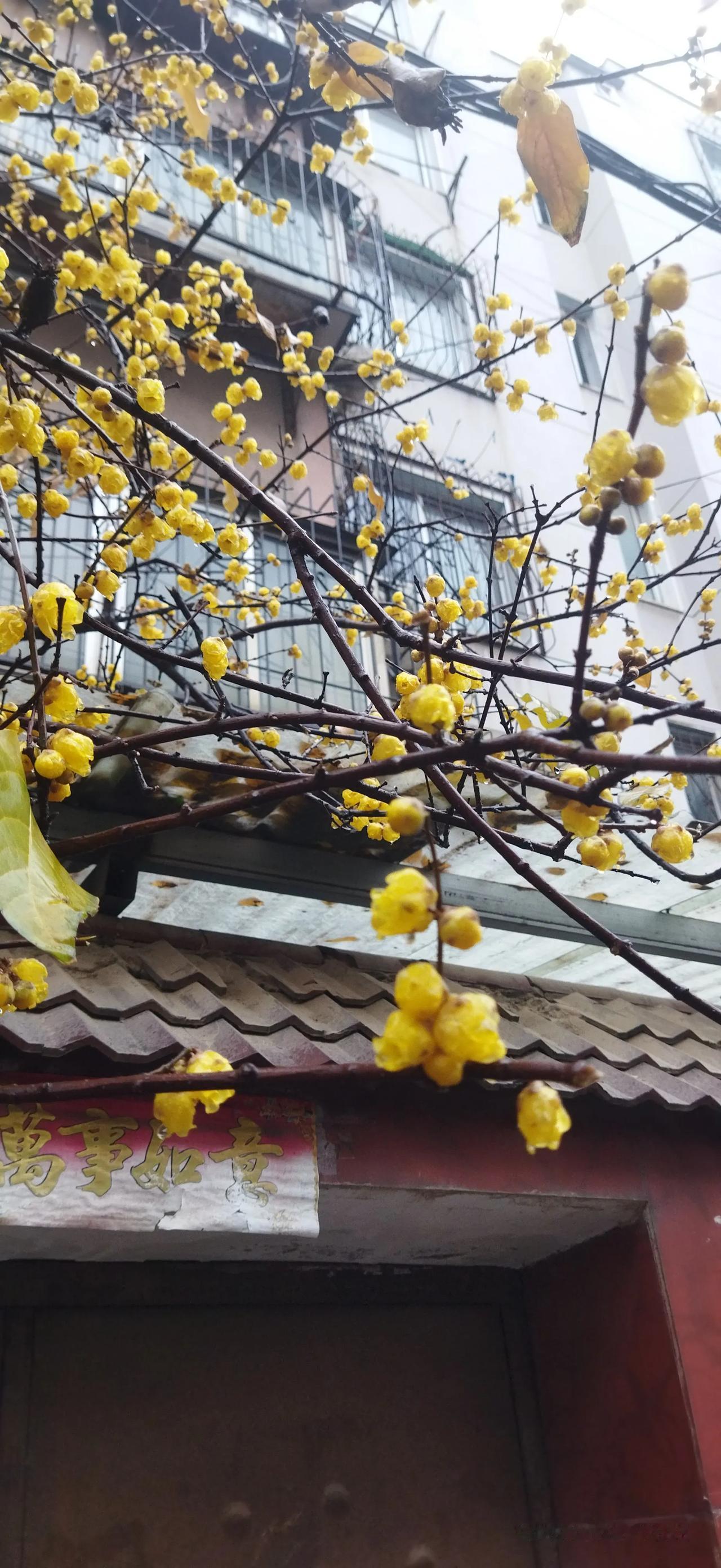 这个是我刚刚拍摄的腊梅花照片。
我们俩院子里有一棵腊梅花树，一到冬天三九严寒时节