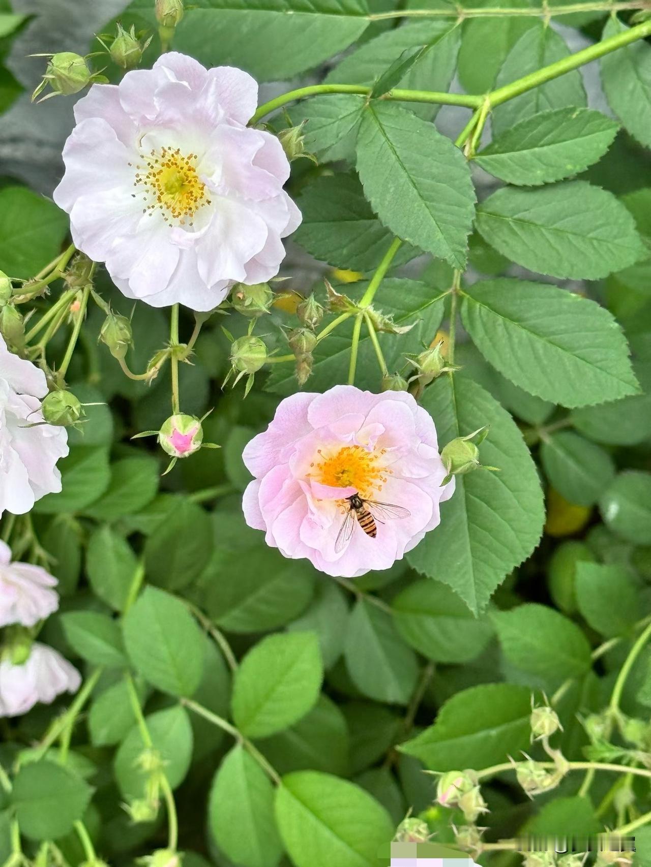 【小对联】
上：……？
下：变天。