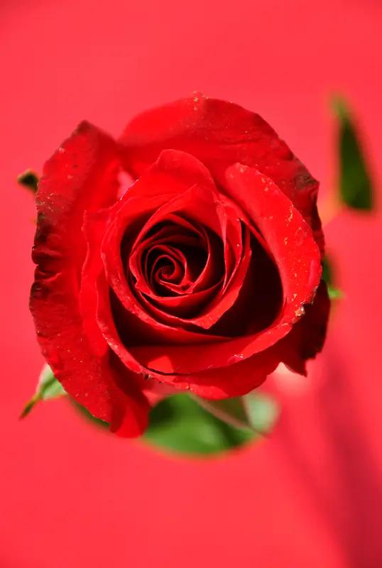 河南一女孩花50元买5朵玫瑰花，被其父亲带至花店要求商家退货退款，花店回应
这件