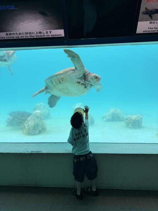 在冲绳，我遇到了我的人生水族馆🩵🐠🪼🐳