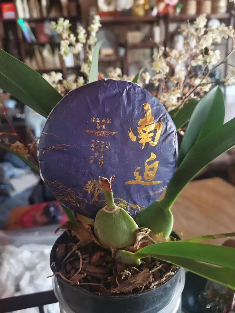 回甘与茶叶品质有关系吗?
当然有关系啦！回甘是指在饮茶后，口腔中留下的甜美感觉，