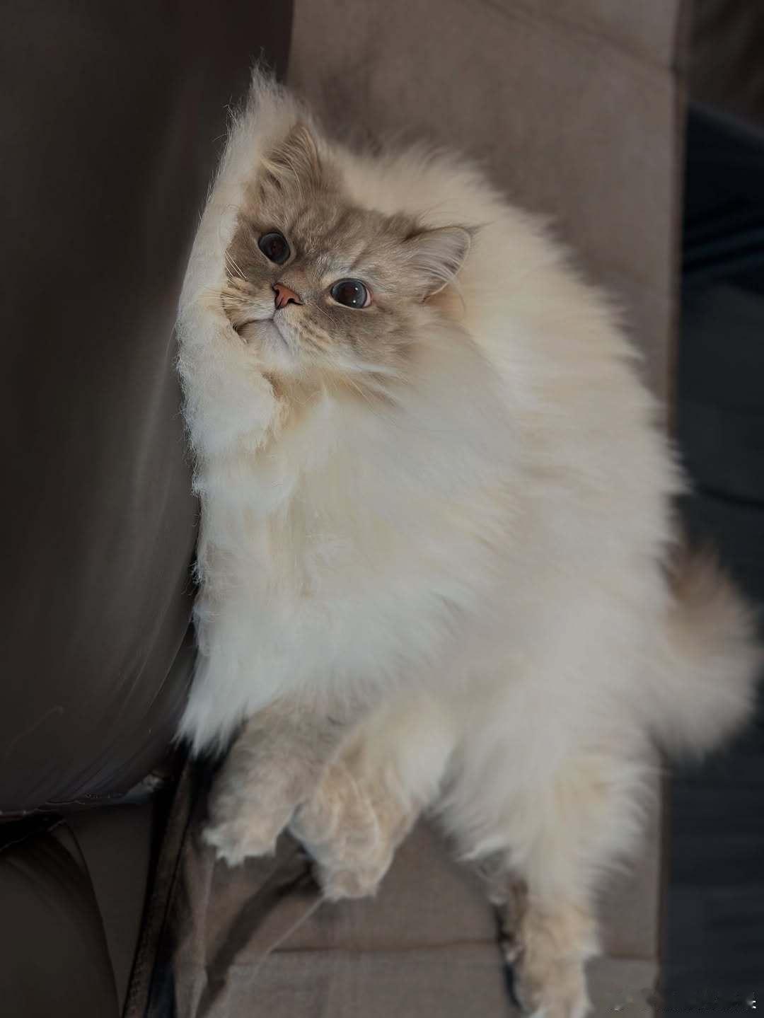 美貌西森猫🥰cr：eleven11neko ​​​