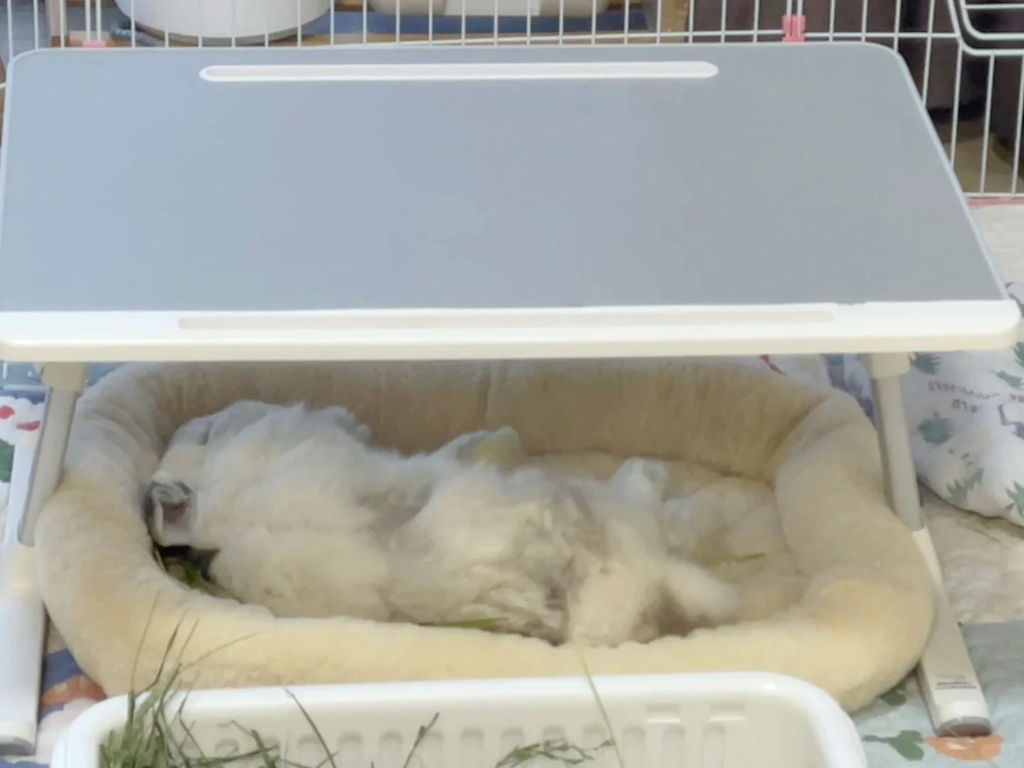 冬眠慵懒悠妹