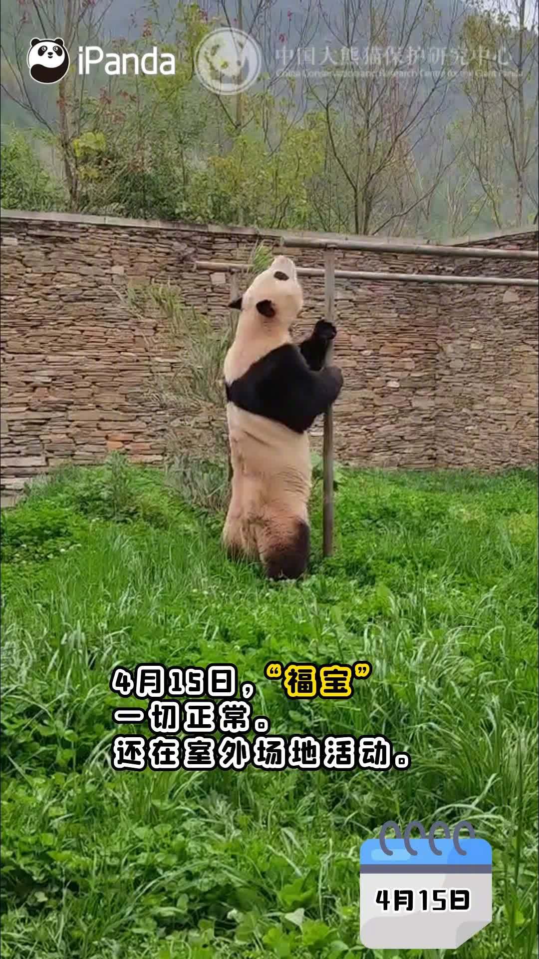 [酷][酷]不愧是咱们”福猪猪“，适应能力超强！#福宝出外场好奇巡山头# #福宝