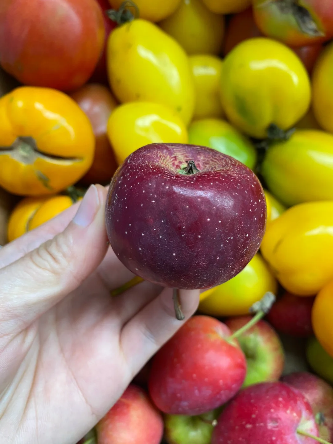 东北孩子的水果😋