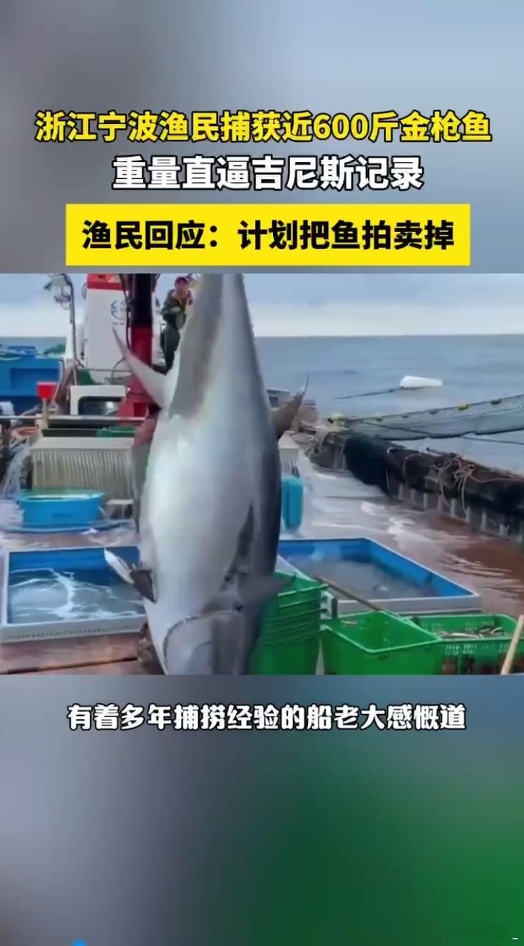渔民回应又捕获近600斤重金枪鱼太震撼了！浙江奉化渔民捞到近600斤蓝鳍金枪鱼，