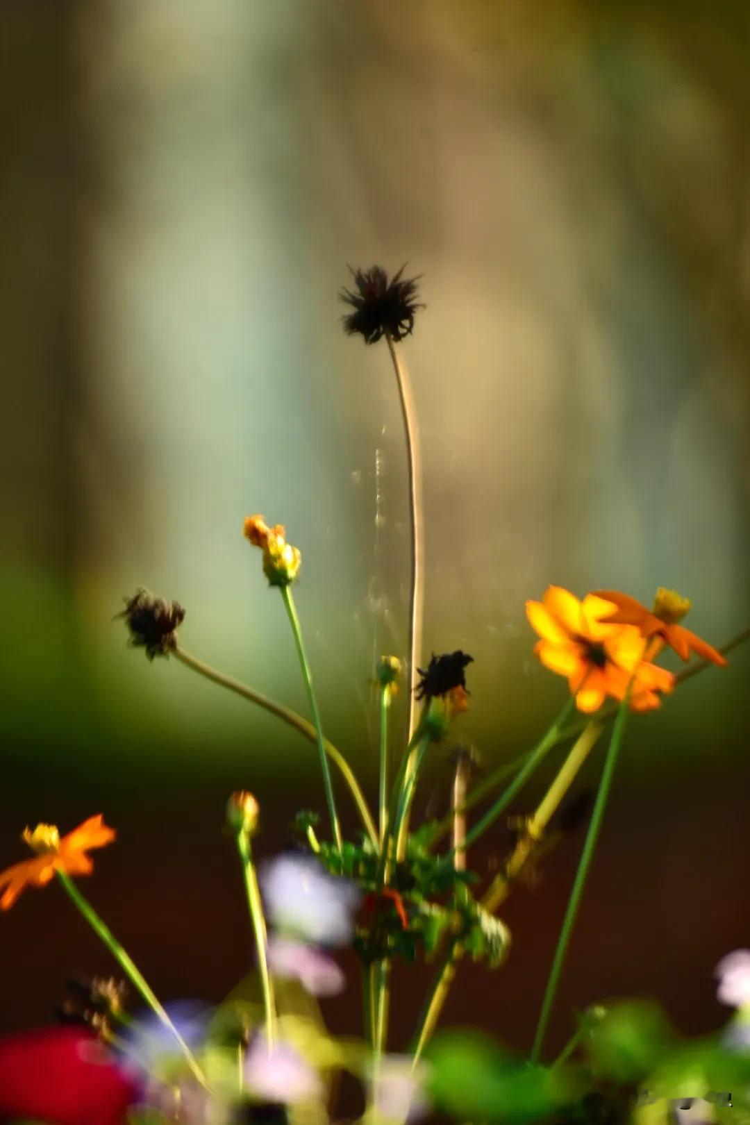 花有重开日，人无再少年#随手拍秋天花草#