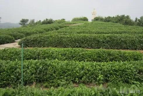 绿茶为什么那么受欢迎?我有幸长在北方绿茶的发源地，所以从小就知道绿茶



绿茶