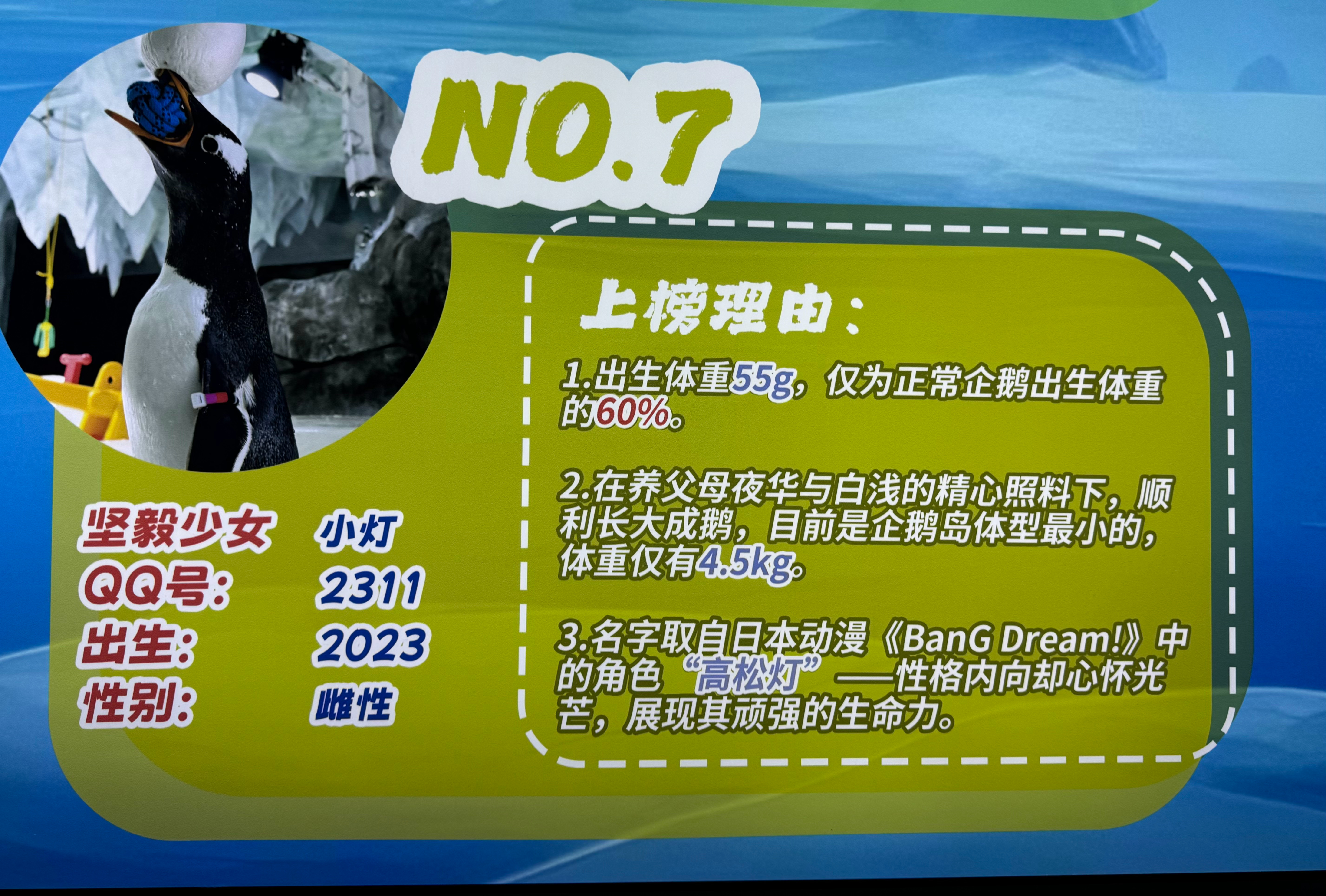 杨幂 今天去逛海洋公园，发现园区给两只企鹅命名为白浅和夜华，还有一个养女叫小灯太