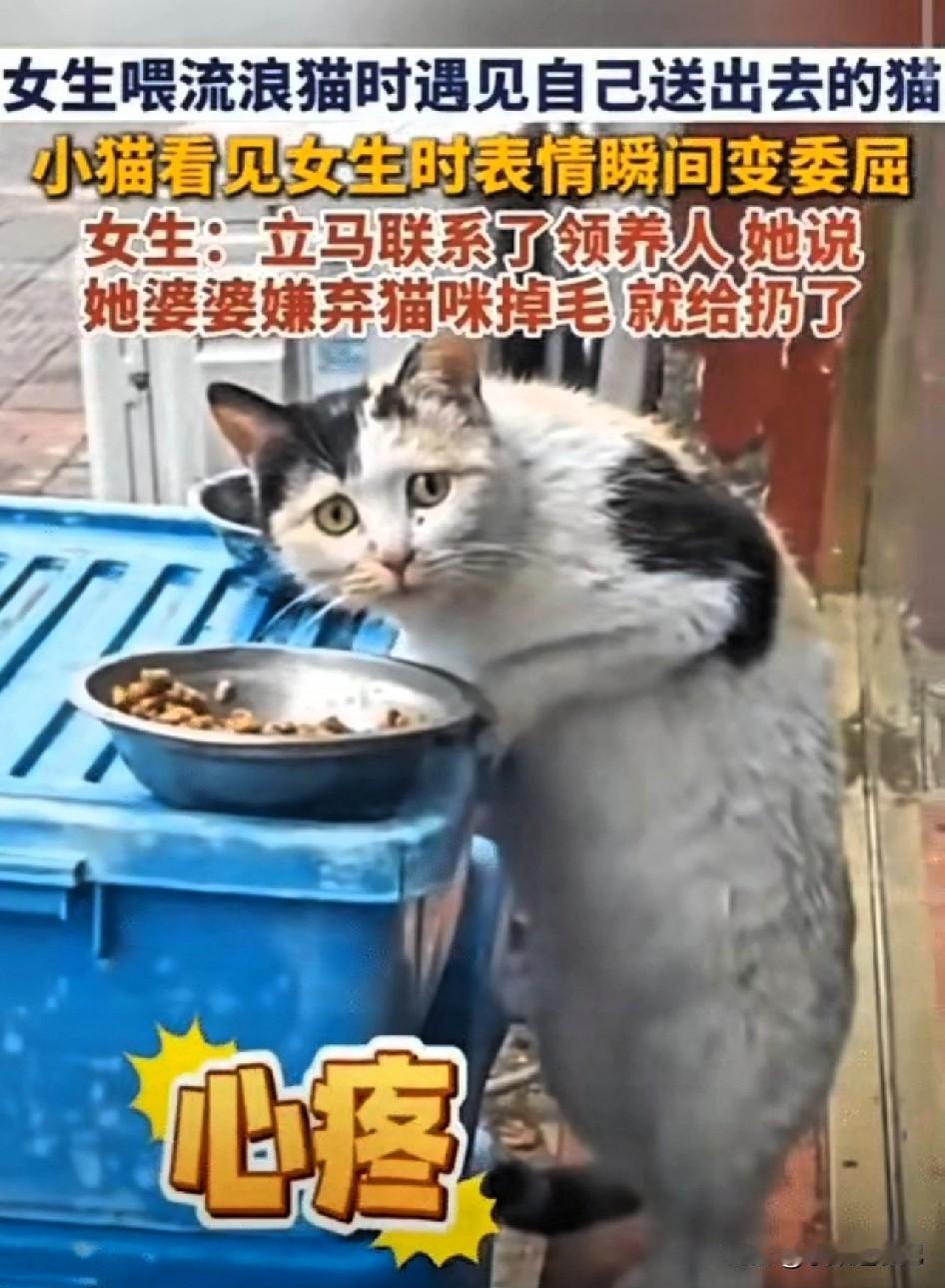 让人心里五味杂陈的一幕。女生出门投喂流浪猫，万万没想到，竟然碰到了当初自己亲手送