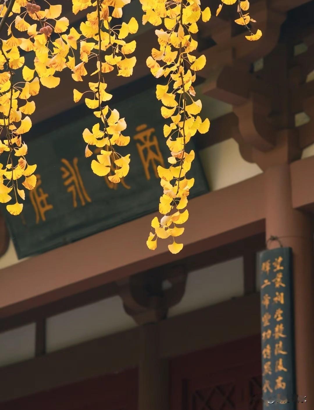 我很喜欢望丛祠的秋天！每年都要去一次。
公园位于郫都城区，地铁六号线“望丛祠”站