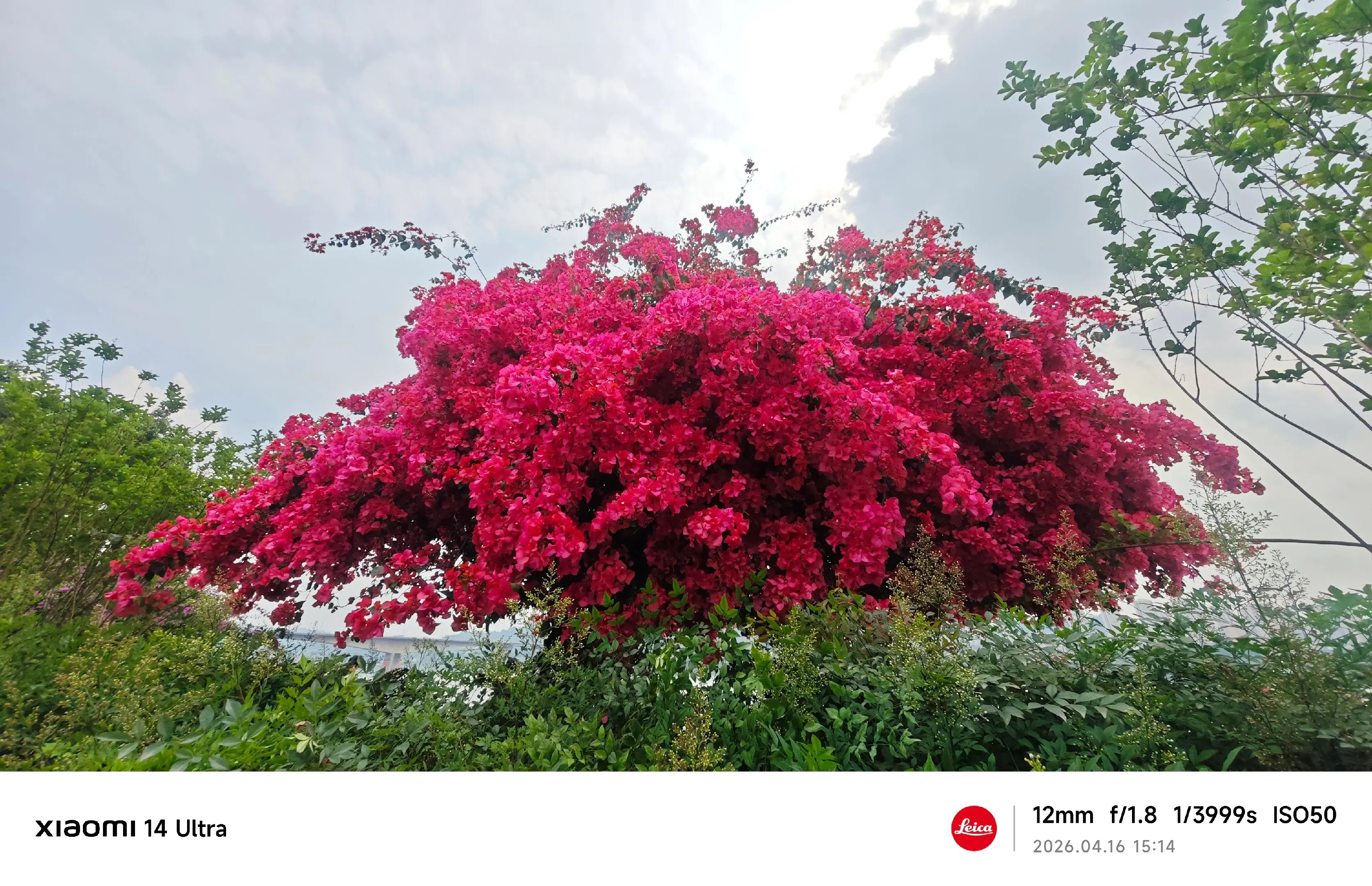 江津网红三角梅