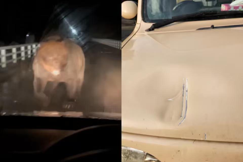 日本熊患越发严重，不仅靠近森林处出现黑熊，也被发现出没校园攀爬，随着进入秋季赏枫